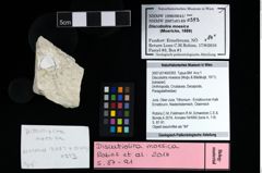 NHMW-GEO-2007z0149-0393_Ol_01.tifDiscutiolira moesica (Muţiu & Bădăluţă, 1971)  (NHMW-GEO-2007z0149-0393)